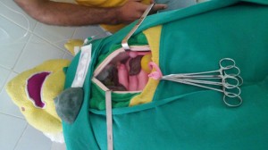 Simpósio- de Medicina Veterinária- conta- com programação- variada 4