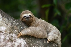 Estudantes- de- Ciências -Biológicas-do Cesmac- criam ONG 2