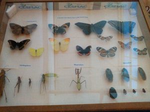 Exposição- do- curso- de- Ciências- Biológicas- chama- a- atenção- do- público - Cesmac 10