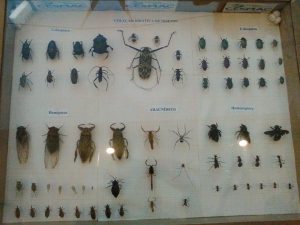 Exposição- do- curso- de- Ciências- Biológicas- chama- a- atenção- do- público - Cesmac 10