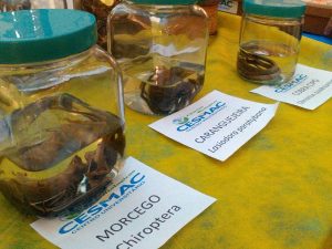 Exposição- do- curso- de- Ciências- Biológicas- chama- a- atenção- do- público - Cesmac 10