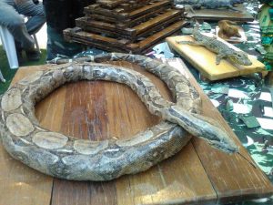 Exposição- do- curso- de- Ciências- Biológicas- chama- a- atenção- do- público - Cesmac 10