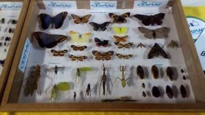 v-semana-de-biologia-cesmac-2