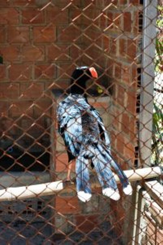 acao-de-educacao-ambiental-aproxima-criancas-da-universidade-cesmac-36