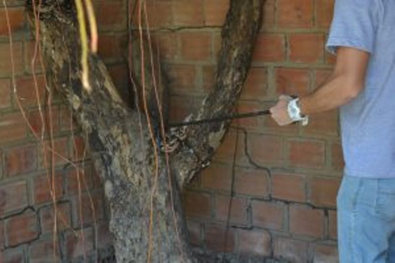 acao-de-educacao-ambiental-aproxima-criancas-da-universidade-cesmac-36