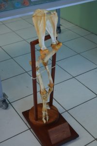 semana-de-eventos-no-curso-de-medicina-veterinaria-cesmac-50