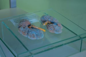 semana-de-eventos-no-curso-de-medicina-veterinaria-cesmac-50