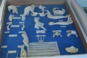 semana-de-eventos-no-curso-de-medicina-veterinaria-cesmac-50