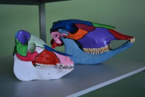 semana-de-eventos-no-curso-de-medicina-veterinaria-cesmac-50