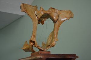 semana-de-eventos-no-curso-de-medicina-veterinaria-cesmac-50