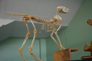 semana-de-eventos-no-curso-de-medicina-veterinaria-cesmac-50