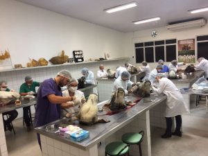 curso-de-ensino-pratico-de-tecnicas-cirurgicas-medicina-veterinaria-cesmac-2