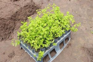 cesmac-participa-da-implantacao-de-horta-de-plantas-medicinais-44