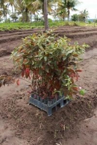 cesmac-participa-da-implantacao-de-horta-de-plantas-medicinais-44