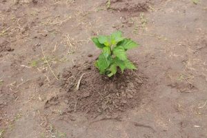 cesmac-participa-da-implantacao-de-horta-de-plantas-medicinais-44