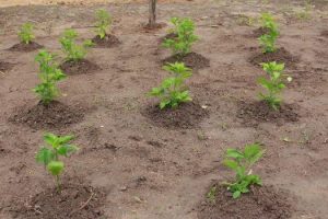 cesmac-participa-da-implantacao-de-horta-de-plantas-medicinais-44