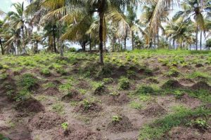 cesmac-participa-da-implantacao-de-horta-de-plantas-medicinais-44