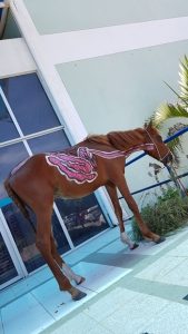 curso-de-medicina-veterinaria-realiza-mais-uma-edicao-do-sempravet-cesmac-22
