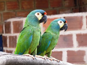 cesmac-e-unica-ies-particular-do-nordeste-com-criatorio-conservacionista-medicina-veterinaria-3
