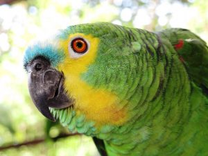 cesmac-e-unica-ies-particular-do-nordeste-com-criatorio-conservacionista-medicina-veterinaria-3