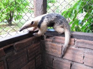 cesmac-e-unica-ies-particular-do-nordeste-com-criatorio-conservacionista-medicina-veterinaria-3