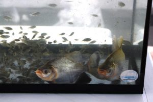 IMG-20180906-WA0016