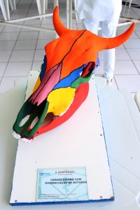 Seminário- Prático- de- Anatomia- Veterinária - SEMPRAVET-Cesmac (75)