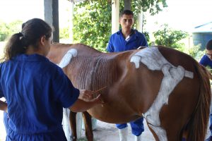 Seminário- Prático- de- Anatomia- Veterinária - SEMPRAVET-Cesmac (75)