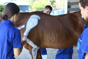 Seminário- Prático- de- Anatomia- Veterinária - SEMPRAVET-Cesmac (75)