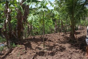 Curso- de- Farmácia- faz- Implantação- de- Horta- Medicinal- e- Condimentar- na- Aldeia- Xucuru-Kariri- em- Palmeira- dos- Índios- (61)
