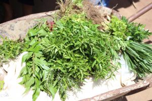 Curso- de- Farmácia- faz- Implantação- de- Horta- Medicinal- e- Condimentar- na- Aldeia- Xucuru-Kariri- em- Palmeira- dos- Índios- (61)