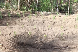 Curso- de- Farmácia- faz- Implantação- de- Horta- Medicinal- e- Condimentar- na- Aldeia- Xucuru-Kariri- em- Palmeira- dos- Índios- (61)