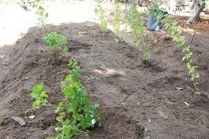 Curso- de- Farmácia- faz- Implantação- de- Horta- Medicinal- e- Condimentar- na- Aldeia- Xucuru-Kariri- em- Palmeira- dos- Índios- (61)