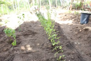 Curso- de- Farmácia- faz- Implantação- de- Horta- Medicinal- e- Condimentar- na- Aldeia- Xucuru-Kariri- em- Palmeira- dos- Índios- (61)