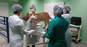 Curso- de -Medicina -Veterinária -do- CESMAC- segue- com- atividades-práticas -(01)