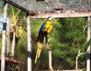 Criatório- de- Animais -Silvestres- do- Cesmac- realiza -remanejamento- da- Arara- Canidé-(2)