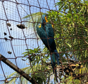 Criatório- de- Animais -Silvestres- do- Cesmac- realiza -remanejamento- da- Arara- Canidé-(2)
