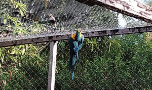 Criatório- de- Animais -Silvestres- do- Cesmac- realiza -remanejamento- da- Arara- Canidé-(2)