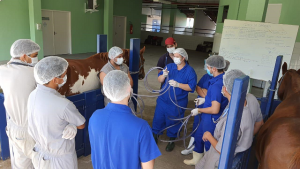 Semana- de- Nivelamento- Prático -Acadêmico -movimenta- graduação- de- Medicina -Veterinária- do- Cesmac- com- intensa- programação-(01)....