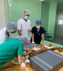 Semana- de- Nivelamento- Prático -Acadêmico -movimenta- graduação- de- Medicina -Veterinária- do- Cesmac- com- intensa- programação-(01)....