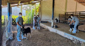 Semana- de- Nivelamento- Prático -Acadêmico -movimenta- graduação- de- Medicina -Veterinária- do- Cesmac- com- intensa- programação-(01)....