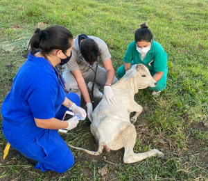 Primeira- empresa- Junior- de- Medicina- Veterinária- do- estado- de- Alagoas- é -do- Cesmac- (01)12