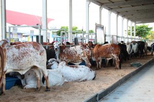 Medicina- Veterinária- do- Cesmac- participa- da- 72ª- EXPOAGRO- 2022-(12)