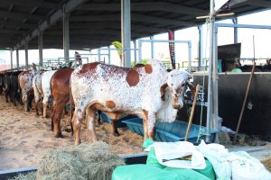 Medicina- Veterinária- do- Cesmac- participa- da- 72ª- EXPOAGRO- 2022-(12)