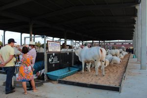 Medicina- Veterinária- do- Cesmac- participa- da- 72ª- EXPOAGRO- 2022-(12)