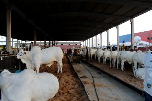 Medicina- Veterinária- do- Cesmac- participa- da- 72ª- EXPOAGRO- 2022-(12)