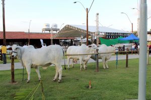 Medicina- Veterinária- do- Cesmac- participa- da- 72ª- EXPOAGRO- 2022-(12)