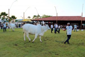 Medicina- Veterinária- do- Cesmac- participa- da- 72ª- EXPOAGRO- 2022-(12)