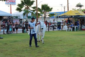 Medicina- Veterinária- do- Cesmac- participa- da- 72ª- EXPOAGRO- 2022-(12)