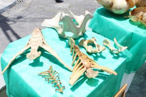 Medicina -Veterinária- Cesmac- promove- I -Anatomia -na- Praça-(23)